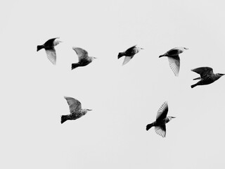 Obraz premium shadows of starlings in flight