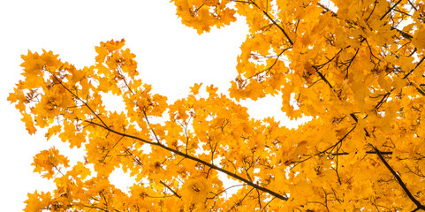 kolory liści klonu jesienią w parku