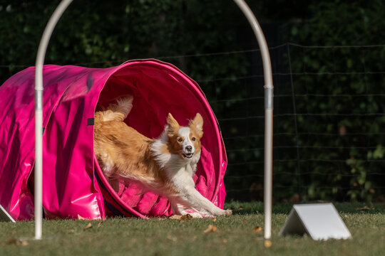 Hund im Hoopers Parcour