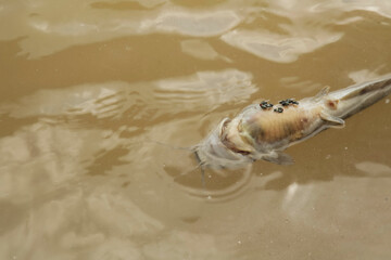 Closeup Flies on dead fish cause overheat river.