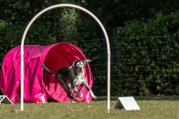 Hund im Hoopers Parcour