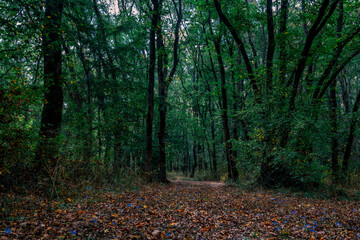 path in autumn forest
