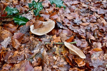 Mushrooms in dry leaves in autumn forest, England, UK
