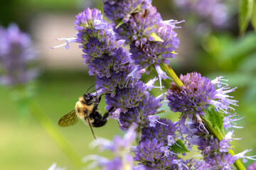 Abeille fouineuses du québec gros plan