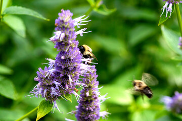 Abeille fouineuses du québec gros plan