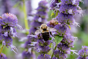 Abeille fouineuses du québec gros plan