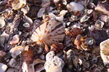seashells on the beach