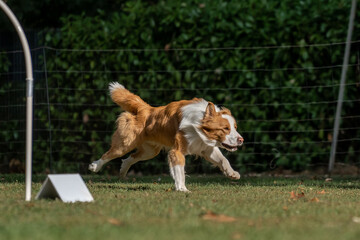 Hund im Hoopers Parcour