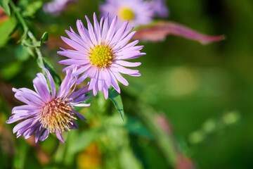 Obraz premium W ogrodzie