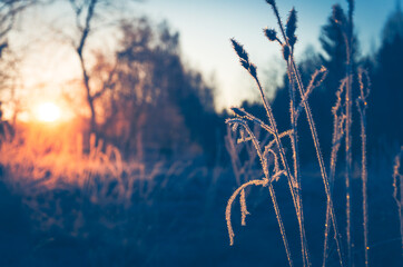 Sunny winter scene with frozenned grass during frosty morning.