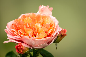 Pink-orange rose flower and buds