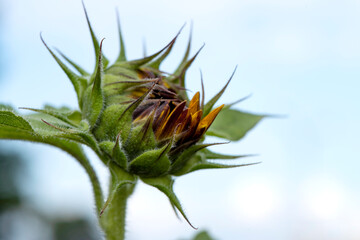 Bourgeon de tournesol