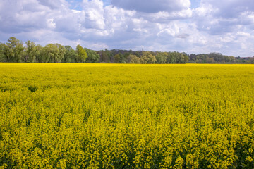 Fototapeta premium View of a blooming rapeseed field in spring in Wurzen in the Muldental near Leipzig, Germany