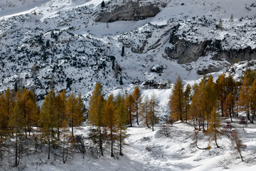 Fototapeta na wymiar the spruces on the snowy mountain