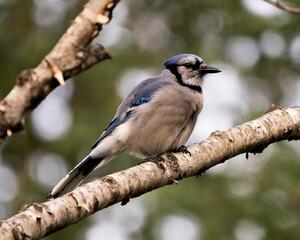 Blue Jay Photo Stock. Blue Jay perched on a birch branch with a blur background in the forest environment and habitat. Image. Picture. Portrait.