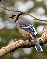 Blue Jay Photo Stock. Blue Jay perched on a branch with a blur background in the forest environment and habitat. Image. Picture. Portrait. Looking to the left side. Rear view.