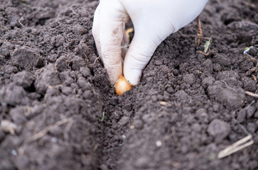 the process of planting winter onions in the garden in autumn. woman plants onions