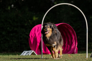 Hund im Hoopers Parcour