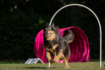 Hund im Hoopers Parcour