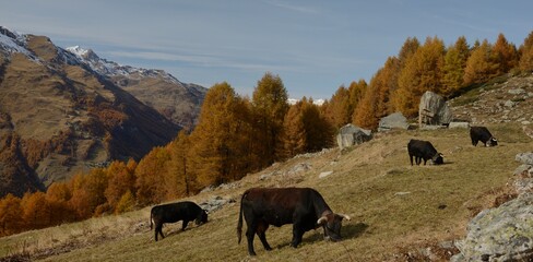 Vache d'Hérens