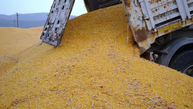 Harvested corn grains are transported by truck to the silo. Agriculture concept