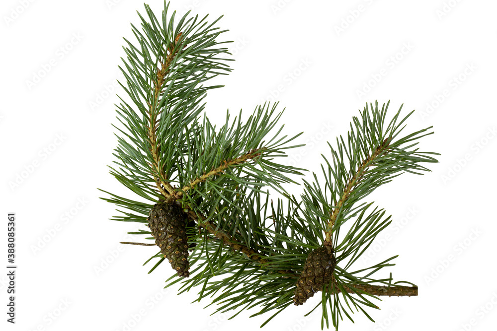 Wall mural fragment of a branch of coniferous tree with green needles and cones, isolate on white.