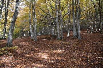 Obraz premium alberi in autunno e foglie