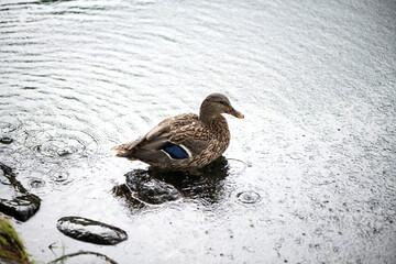 Beau canard du Québec
