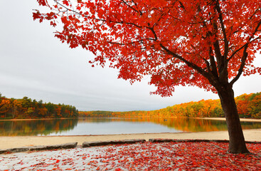 Beautiful fall foliage at Walden Pond at sun rise, Concord Massachusetts USA. Walden Pond is a lake in Concord, formed by retreating glaciers 10,000–12,000 years ago.