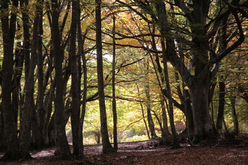 bosco in autunno colori