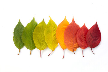 Autumn leaves rainbow color gradient. Autumn season change concept. - Powered by Adobe