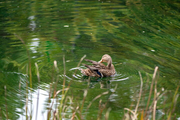 Beau canard du Québec