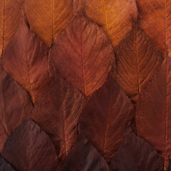 Autumn leaves gradient background. Top view.