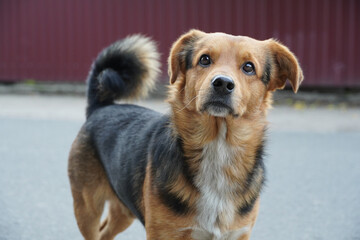 Stray dog looks at something, on a red blurred background, selective focus