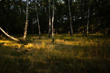 Fototapeta premium Light and shadows on the forest