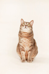 cat on white background