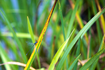 Libellule du Québec gros plan