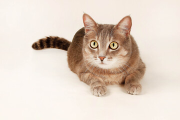 Obraz premium cat on white background