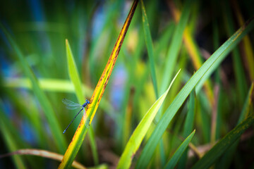 Libellule du Québec gros plan