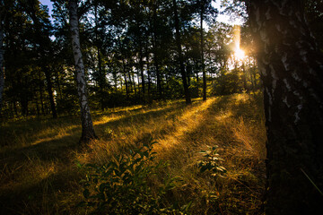 Sunrise in the forest