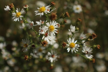daisies and bee