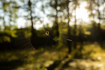 spider's web on the forest - obrazy, fototapety, plakaty