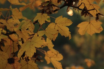 Fall in colors and your mood.