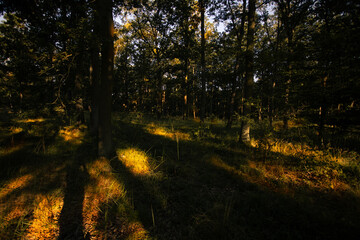 shadows and light in the forest