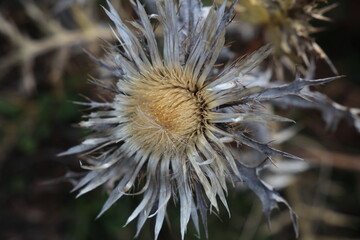 Cardi un fiore  © Diego