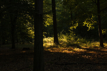 Morning in the forest
