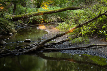 Light on the broken tree and brook  © Paweł Wyremblewski