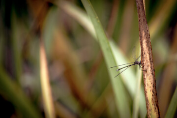 Libellule du Québec gros plan