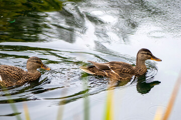 Beau canard du Québec