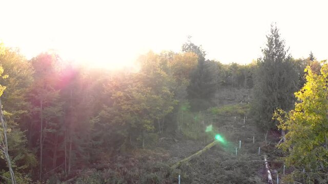 Drone flight over autumn forest near Brugg, Switzerland. Overexposed with sunbeams.